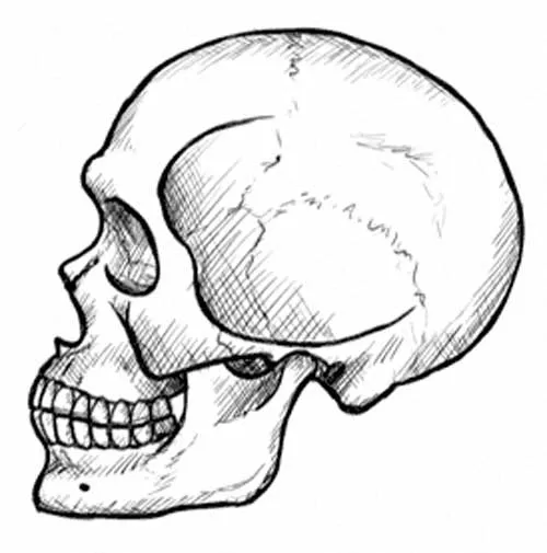 Cómo dibujar una calavera - Dibujos de calaveras Cómo dibujar una calavera - Dibujos de calaveras