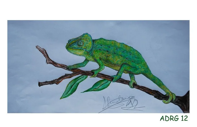 Como dibujar un camaleón - Imagui