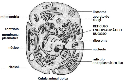 Para pintar de la celula animal y vegetal con sus partes - Imagui