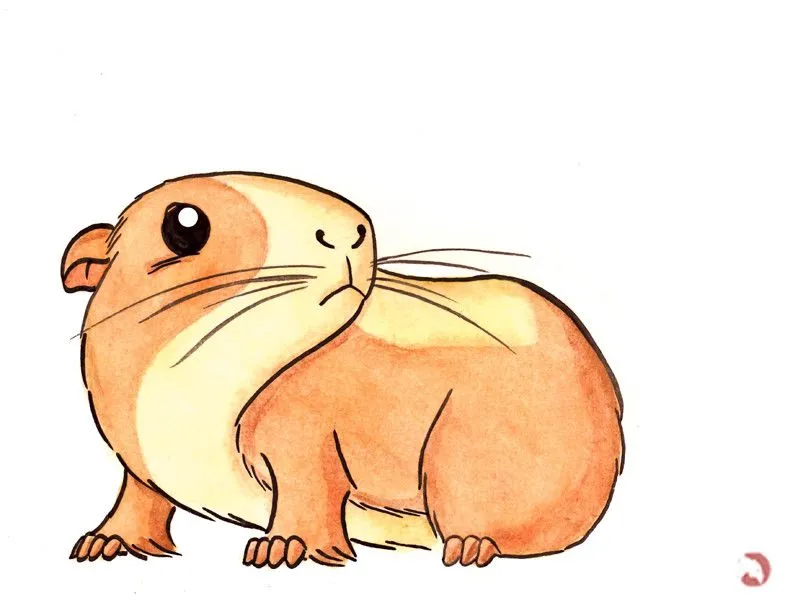 Dibujar cobayas - Imagui