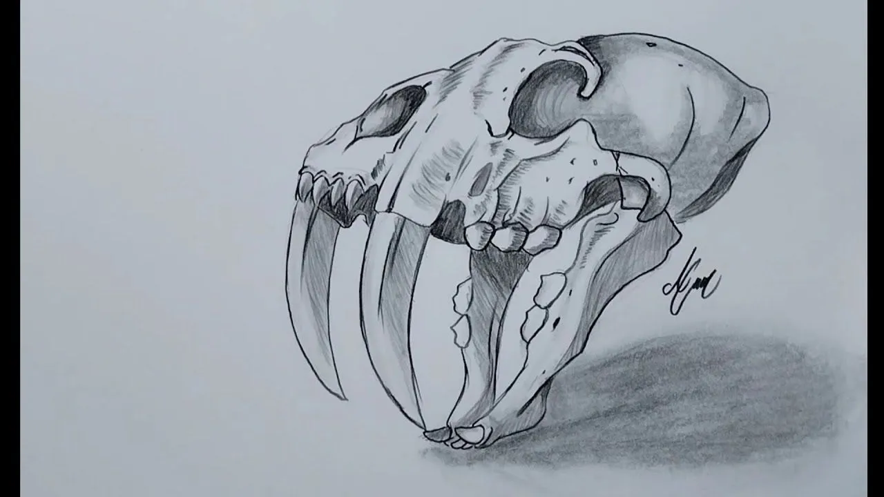 como dibujar el cráneo de un Tigre dientes de sable - YouTube como dibujar el cráneo de un Tigre dientes de sable - YouTube