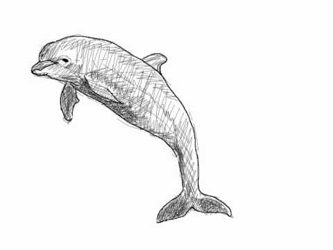 Como dibujar delfín paso a paso - Dibujos de animales - YouTube