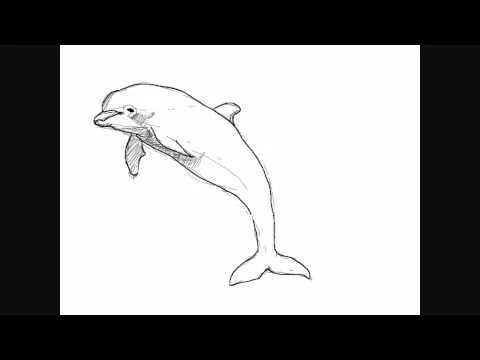 Dibujar delfines - Dibujos para Pintar - YouTube Dibujar delfines - Dibujos para Pintar - YouTube