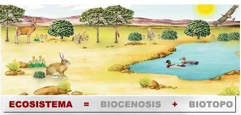 Tipos de ecosistemas - Tipos De