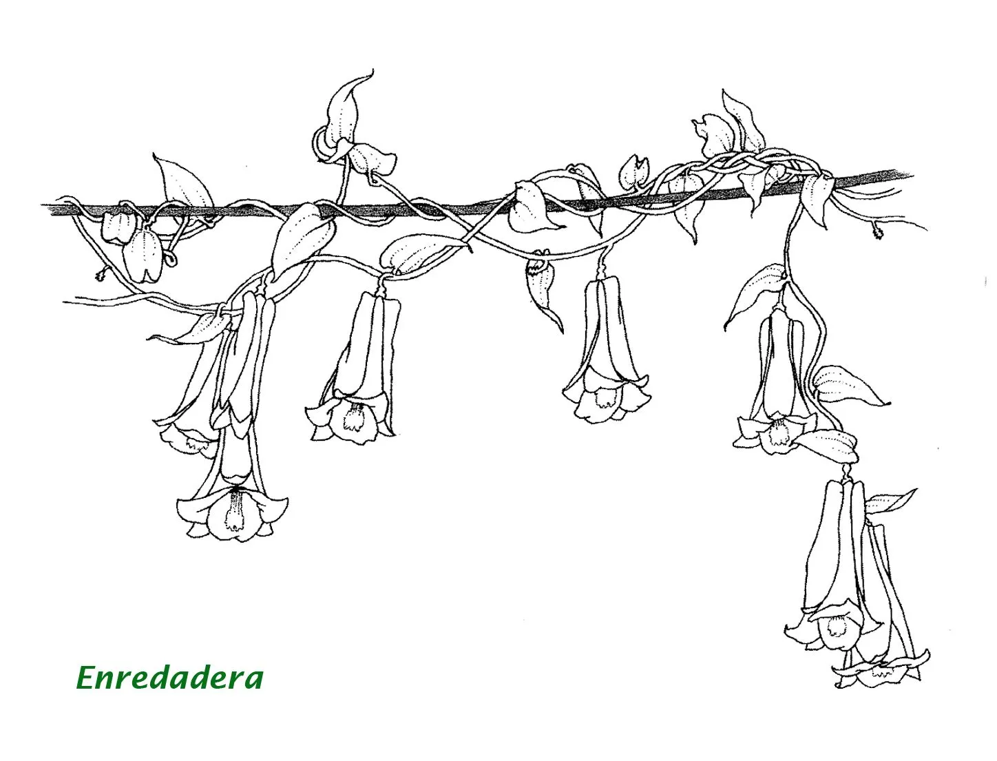 Dibujos de enredaderas para pintar - Imagui Dibujos de enredaderas para pintar - Imagui