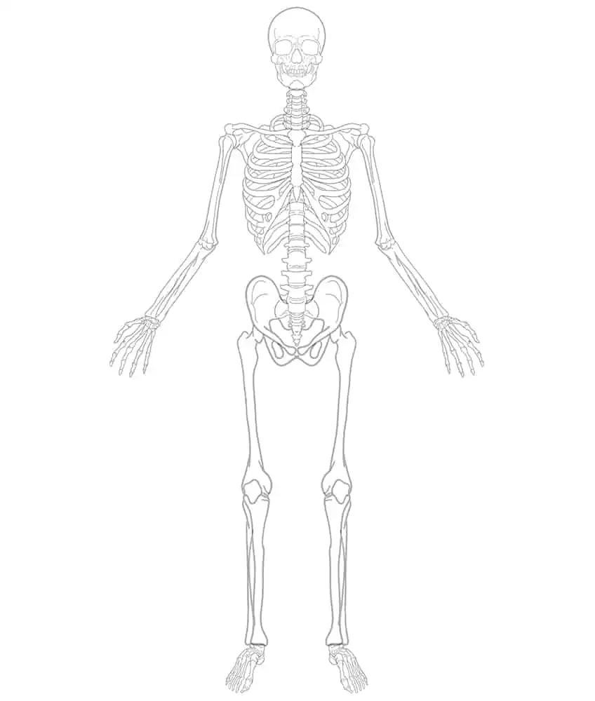 Como dibujar un esqueleto humano - Guía paso a paso Como dibujar un esqueleto humano - Guía paso a paso
