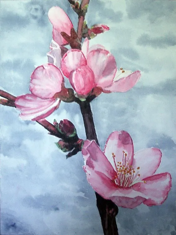Como dibujar una flor de cerezo - Imagui