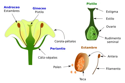 Dibujo de la flor con sus partes - Imagui
