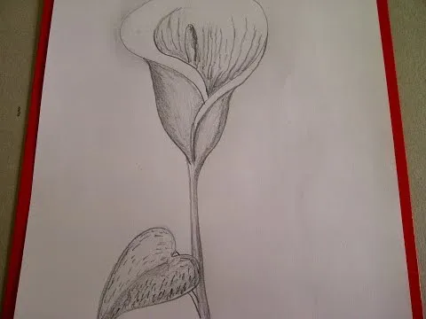 Como dibujar flores. Cómo dibujar una Cala (Alcatraz, Lirio de ... Como dibujar flores. Cómo dibujar una Cala (Alcatraz, Lirio de ...