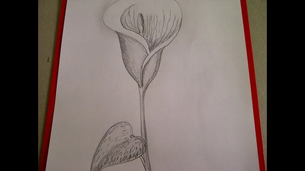 Como dibujar flores. Cómo dibujar una Cala (Alcatraz, Lirio de ... Como dibujar flores. Cómo dibujar una Cala (Alcatraz, Lirio de ...