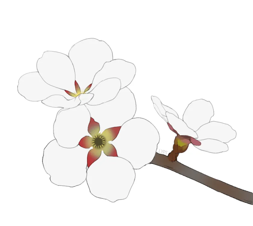 Cómo dibujar flores y usarlas en ilustraciones. por LYPS - Tutoriales en comunidad | CLIP STUDIO TIPS Cómo dibujar flores y usarlas en ilustraciones. por LYPS - Tutoriales en comunidad | CLIP STUDIO TIPS