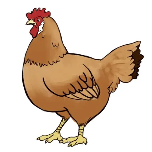 Cómo dibujar una gallina: 12 pasos (con fotos) - wikiHow Cómo dibujar una gallina: 12 pasos (con fotos) - wikiHow