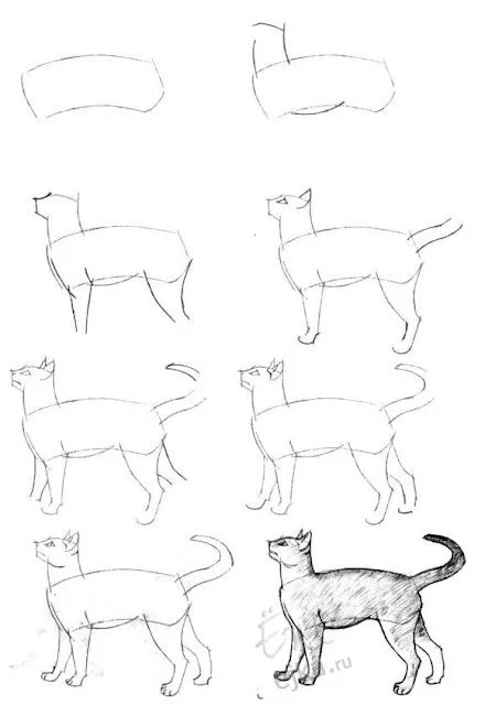 Gatosencasa- ...
