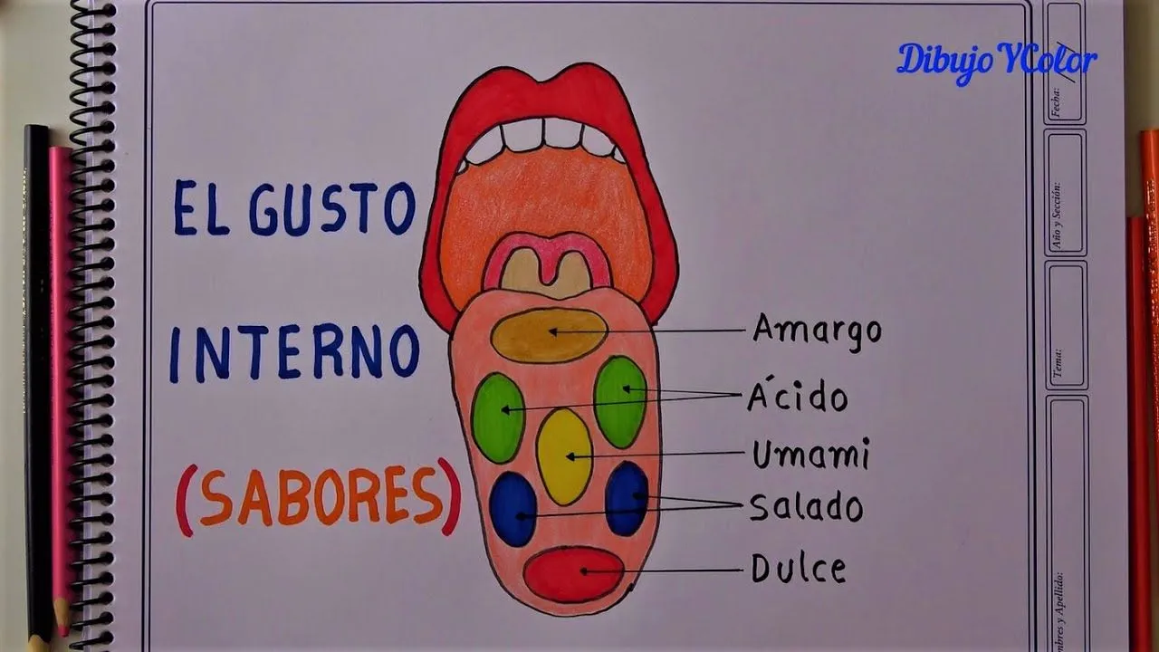 Como dibujar EL GUSTO y sus partes / SENTIDOS - YouTube Como dibujar EL GUSTO y sus partes / SENTIDOS - YouTube