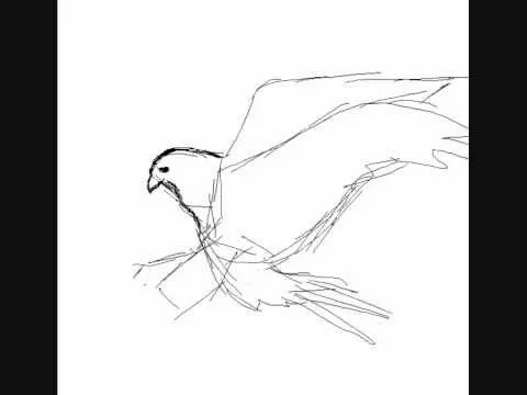 Cómo dibujar un halcón - How to draw a falcon - YouTube