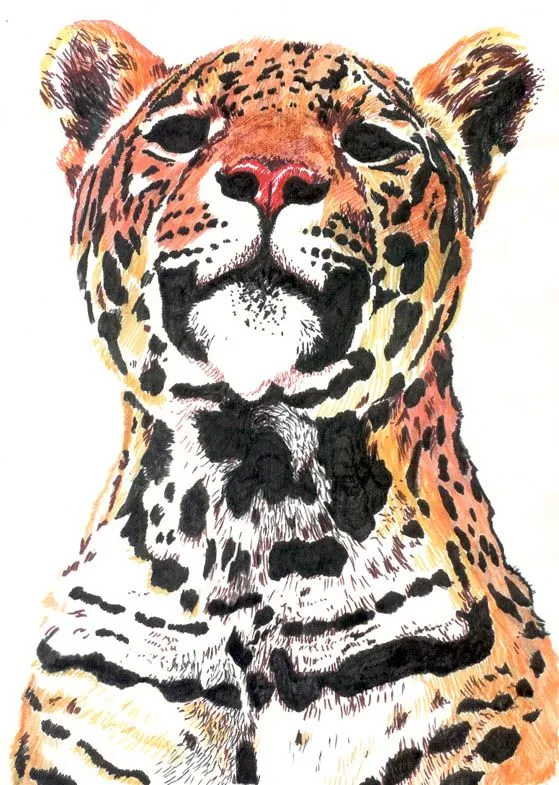 Cómo dibujar un jaguar corriendo - Imagui
