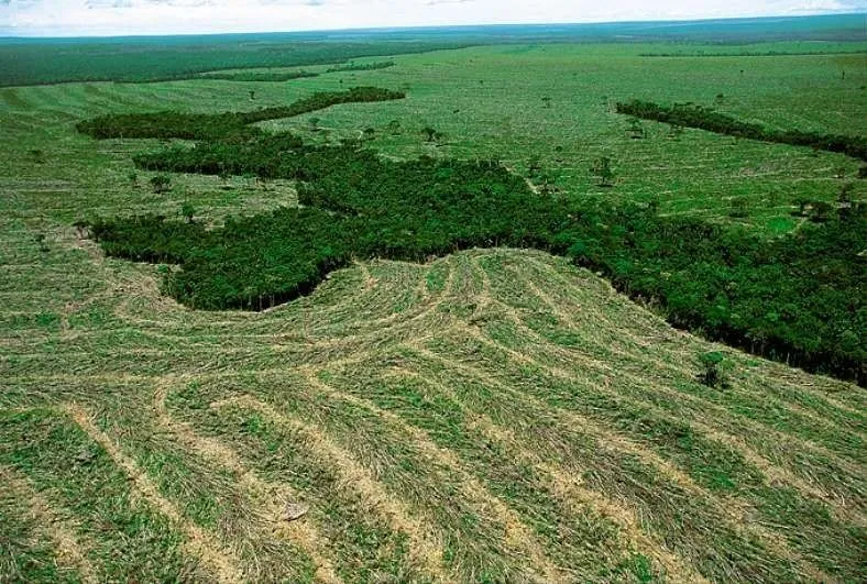 dibujar una llanura de la Amazonia y un valle de la region Interandina -  Brainly.lat