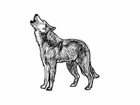 Como dibujar un lobo aullando paso a paso - Dibujos de animales ...