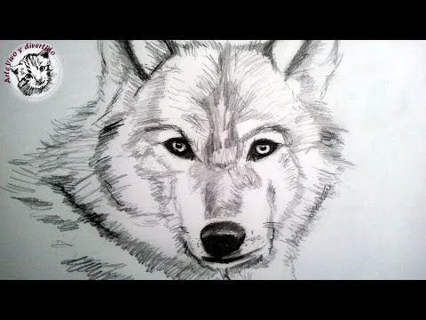 Como dibujar un lobo a lapiz, paso a paso: Como dibujar animales ... Como dibujar un lobo a lapiz, paso a paso: Como dibujar animales ...