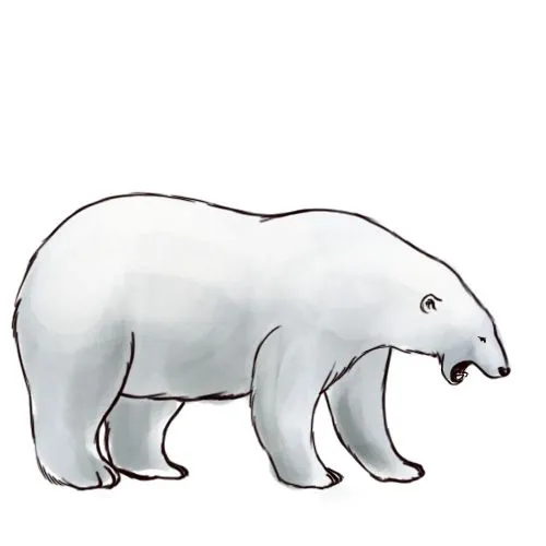 Cómo dibujar un oso polar: 5 pasos (con fotos) - wikiHow Cómo dibujar un oso polar: 5 pasos (con fotos) - wikiHow