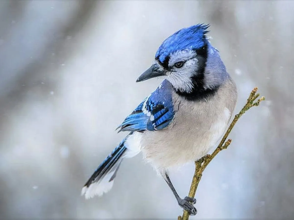 ✓ Como Dibujar un Pájaro Paso a Paso | 