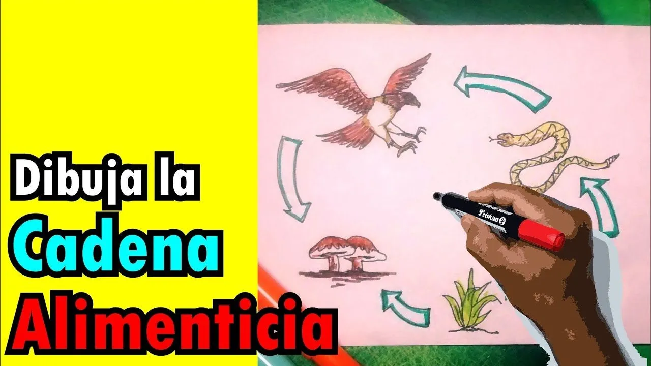 Cómo dibujar paso a paso la cadena alimenticia, con colores - YouTube Cómo dibujar paso a paso la cadena alimenticia, con colores - YouTube