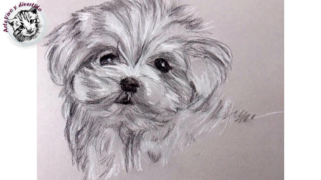 Como Dibujar un Perrito con Carboncillo y Lapiz Carbon Blanco y ... Como Dibujar un Perrito con Carboncillo y Lapiz Carbon Blanco y ...