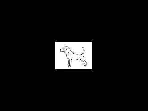 Cómo dibujar un perro raza Beagle - Dibujos de perros - YouTube