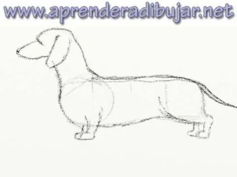 Cómo dibujar un perro salchicha paso a paso - YouTube Cómo dibujar un perro salchicha paso a paso - YouTube