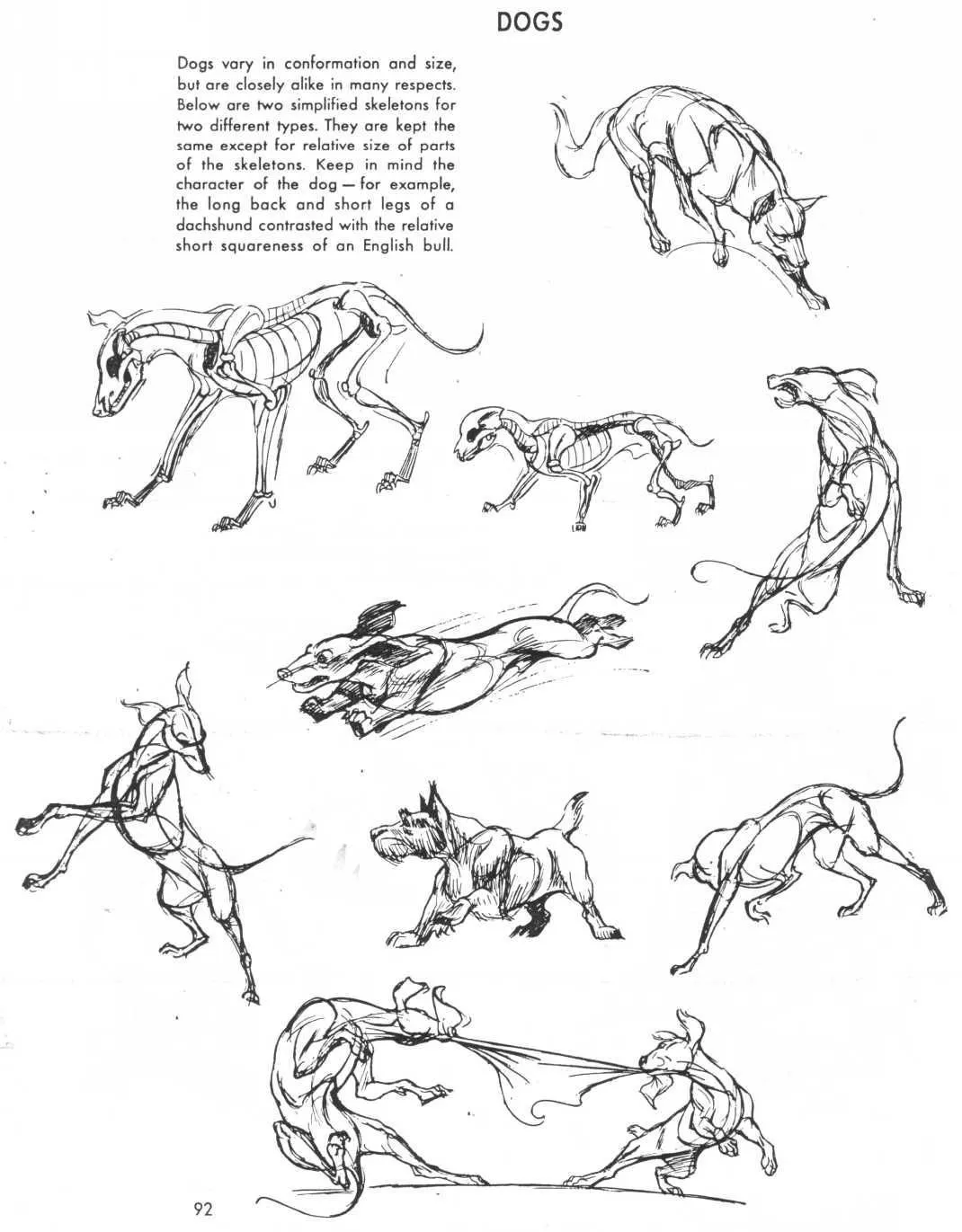 Dibujar perros - Imagui