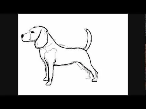 Dibujar perros: Perro Beagle - Dibujos para Pintar - YouTube
