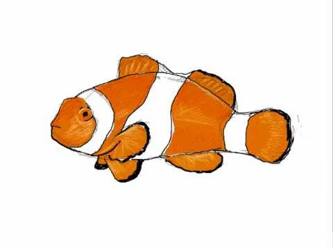 Como dibujar un pez payaso - Dibujos de animales - YouTube Como dibujar un pez payaso - Dibujos de animales - YouTube