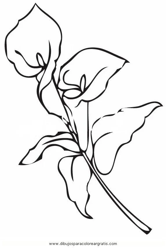 dibujar y pintar alcatraces - Buscar con Google | Alcatraces Nvo ...