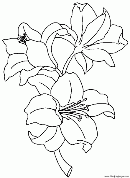 dibujar y pintar orquideas - Buscar con Google | Para Pintar ...