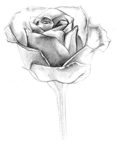 Imagenes de rosas hechas a lapiz - Imagui