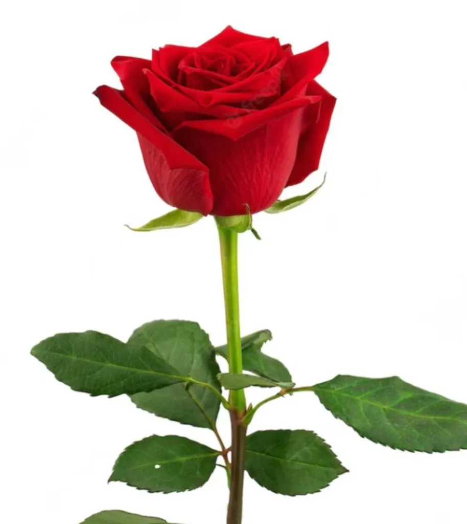 Cómo dibujar una rosa - Aprende 3 Dibujos de rosas paso a paso