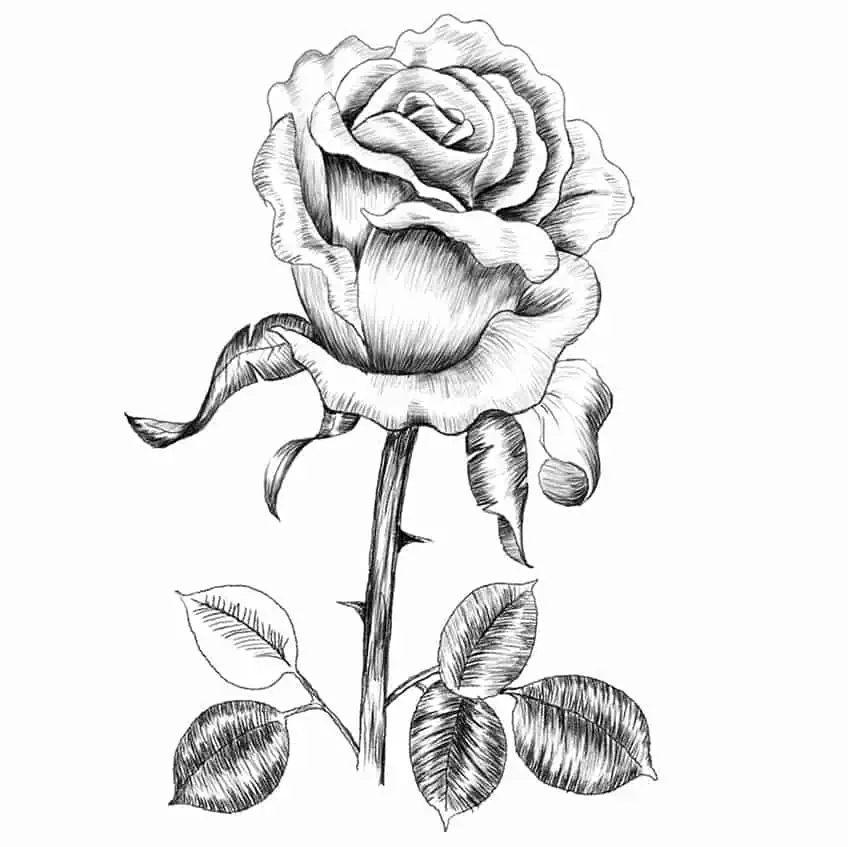 Cómo dibujar una rosa - Crea un dibujo realista de una rosa