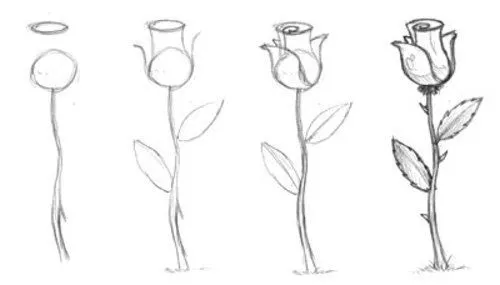 Como dibujar una rosa paso a paso | Rosas | Pinterest | Beautiful ...
