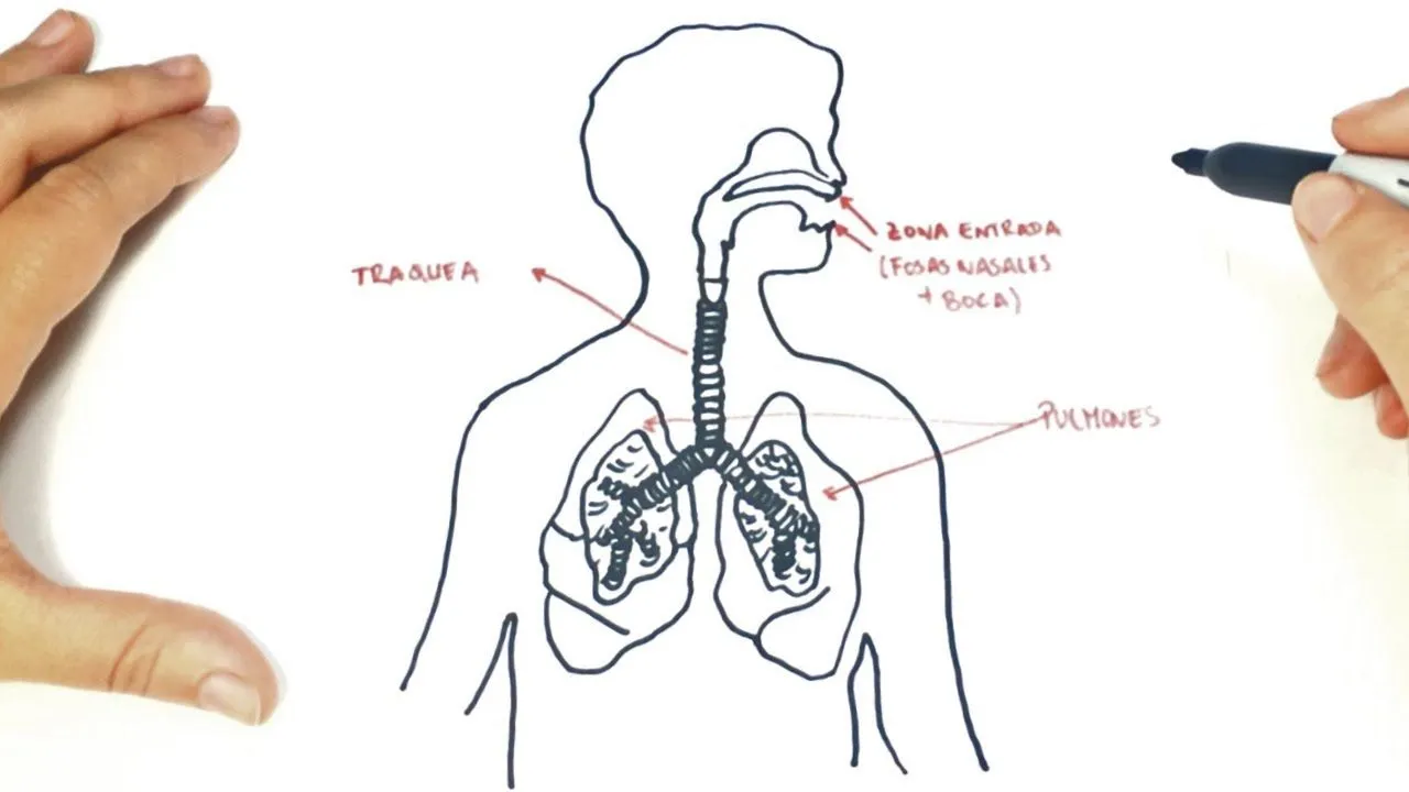 Cómo dibujar el Sistema Respiratorio paso a paso | Dibujo fácil del Sistema Respiratorio - YouTube Cómo dibujar el Sistema Respiratorio paso a paso | Dibujo fácil del Sistema Respiratorio - YouTube