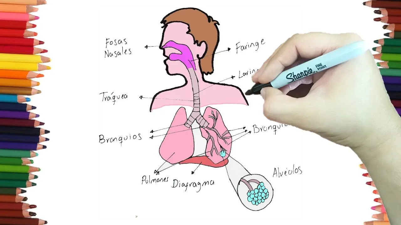 Como dibujar el SISTEMA RESPIRATORIO paso a paso y MUY FACIL - Dibujos para Colorear - YouTube Como dibujar el SISTEMA RESPIRATORIO paso a paso y MUY FACIL - Dibujos para Colorear - YouTube