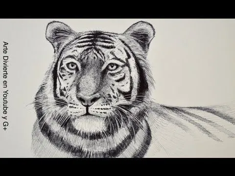 Como dibujar un tigre (fácil) - Youtube Downloader mp3 Como dibujar un tigre (fácil) - Youtube Downloader mp3