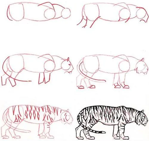 Como dibujar un Tigre de lado (real) Principiantes