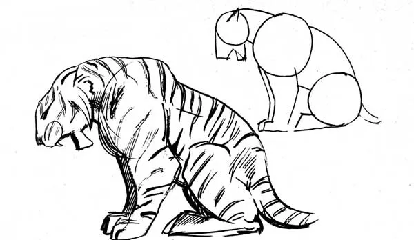 Cómo dibujar un Tigre - Tigres Información y Características Cómo dibujar un Tigre - Tigres Información y Características