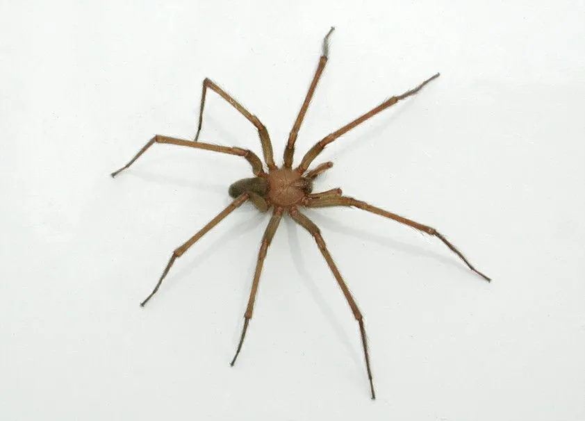 dibuje una araña hiperrealista, y te lo muestro - Taringa! dibuje una araña hiperrealista, y te lo muestro - Taringa!