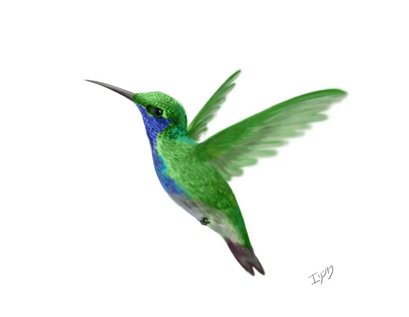 solo dibujitos: el colibrí holográfico