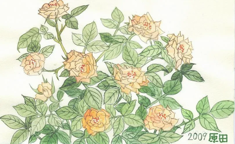 Los dibujitos de Carmen Harada: Rosalito