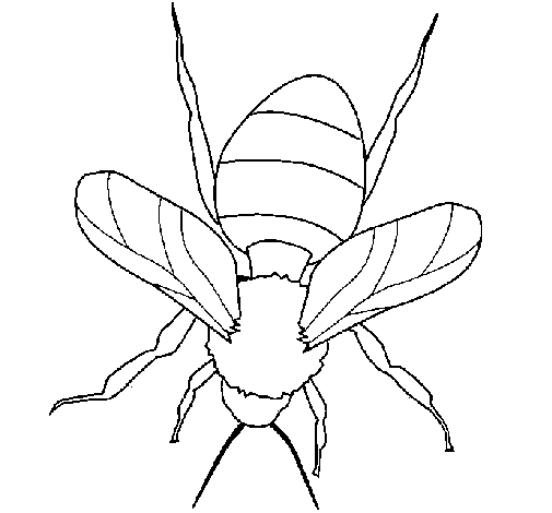 Dibujo de Abeja 1 para Colorear - Dibujos.net Dibujo de Abeja 1 para Colorear - Dibujos.net