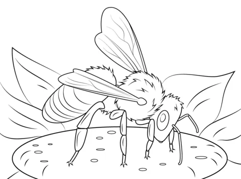 Dibujo de Abeja Europea para colorear | Dibujos para colorear ... Dibujo de Abeja Europea para colorear | Dibujos para colorear ...