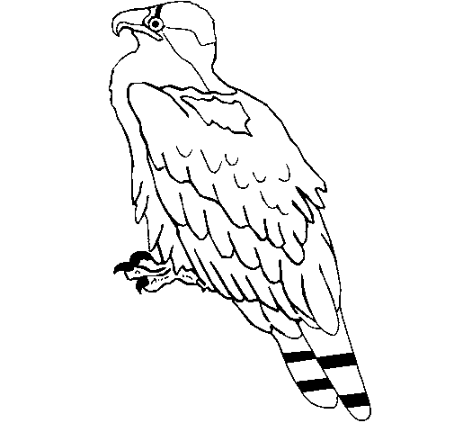 Dibujo de Águila para Colorear - Dibujos.net Dibujo de Águila para Colorear - Dibujos.net