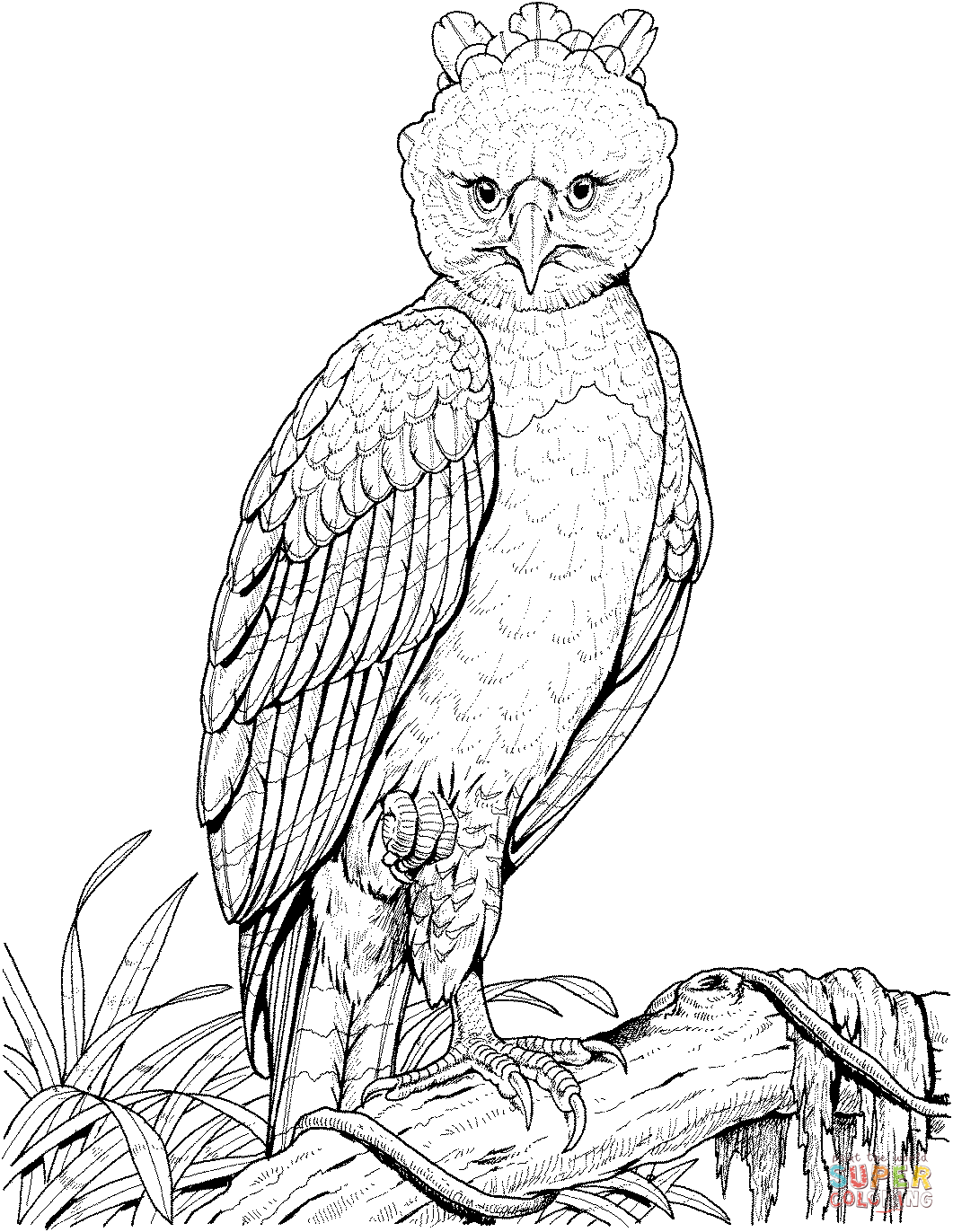 Dibujo de Águila harpía para colorear | Dibujos para colorear imprimir gratis Dibujo de Águila harpía para colorear | Dibujos para colorear imprimir gratis